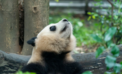 Portrait of panda bear close up. Cute China animals. Close up view of the panda's head.