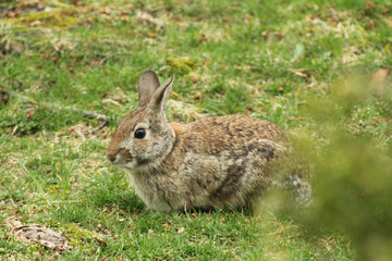 Close Up of Rabbit