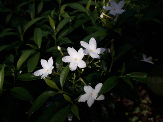 beautiful jasmine at cloudy day morning
