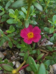 Portulaca grandiflora known as rose moss. Red Moss Rose flower isolated in home garden. Perfect For Flowers Background