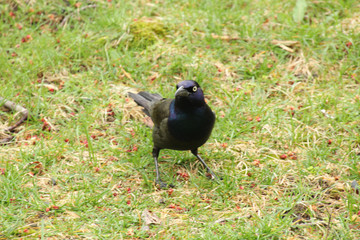 Obraz premium Poised to Fly