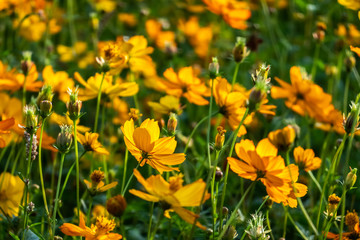 Obraz premium colorful cosmos flowers farm