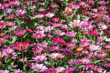 Obraz premium colorful cosmos flowers farm