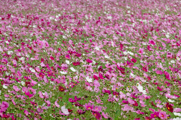 colorful cosmos flowers farm