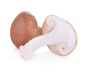  mushroom  isolated on white background