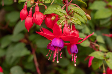 colorful flowers