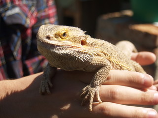 Reptile, big lizard in the hands
