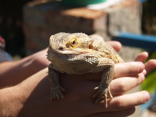 Reptile, big lizard in the hands
