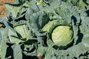 Fototapeta na wymiar landscape of green cabbage