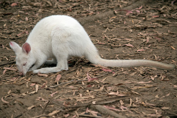 this is a side view of an albino wallaby