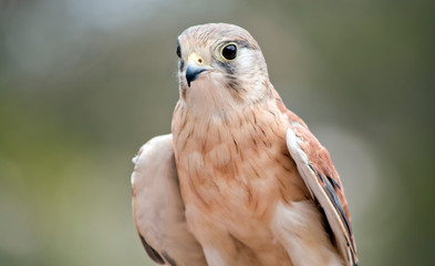 this is a close up of an Australian kestrel
