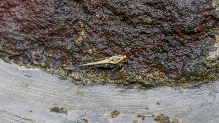 Bad grasshopper in the floor
