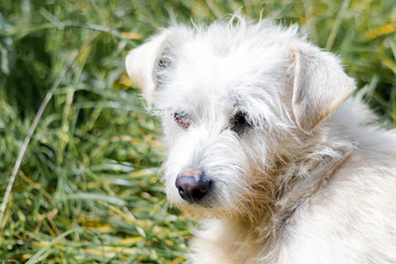 Retrato lateral de perro hechado