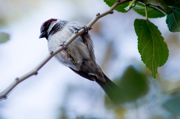 Pajaro