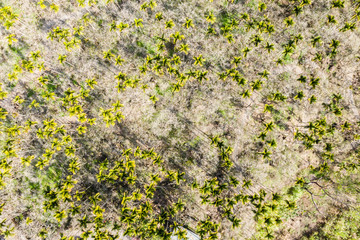 drone view of betel nut tree