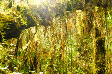 moss at biotopo