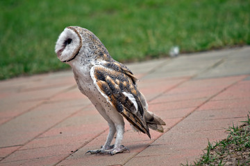 this is a side view of a barn owl