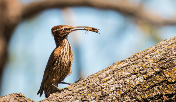 Primer plano de un p&aacute;jaro trepador parado sobre lel tronco de un &aacute;rbol, con un insecto en el pico para alimentar a sus cr&iacute;as.