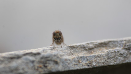 macro photo of a fly, very small focus