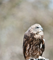 this is a close up of a boobook owl
