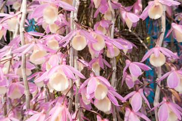 pink dendrobium flowers blooming