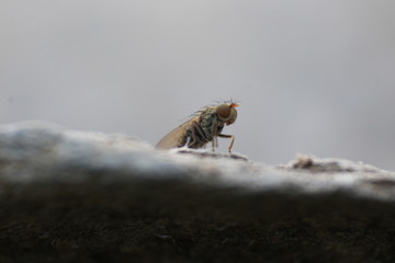 macro photo of a fly, very small focus