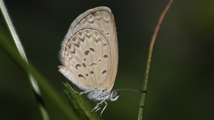 small brown butterflies that perch on the weeds