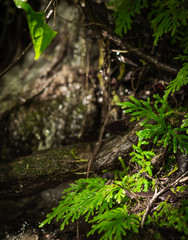 wet foliage in forest flore