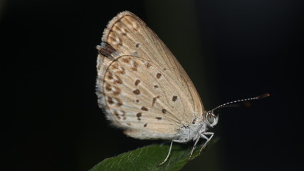 small brown butterflies that perch on the weeds