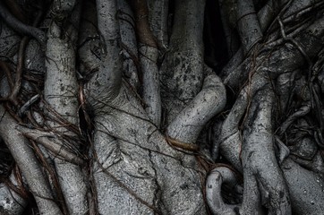 tree trunk with roots