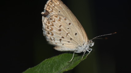 small brown butterflies that perch on the weeds