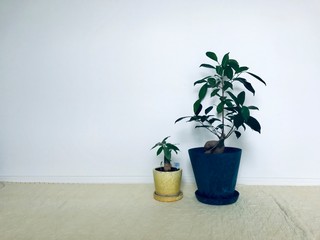 がじゅまる　パキラ　緑