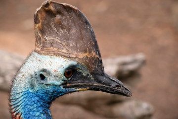 Naklejka premium this is a side view of a cassowary