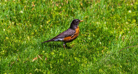 Robin on the Ground