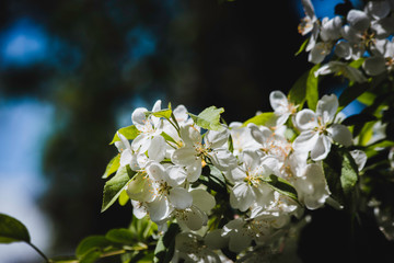 Cherry Blossom Flowers on a Tree