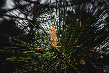 Pinecone on a pine tree