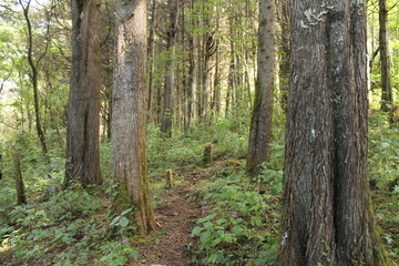 Obraz premium Guatemala forrest landscape