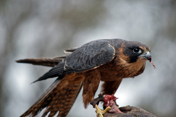 this is a close up of a hobby falcon