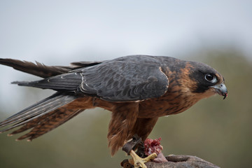 this is a close up of a hobby falcon