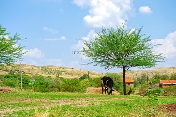 A cattle is eating dry grass below tree and clouds