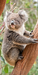 the young koala is grey and rufous with fluffy ears