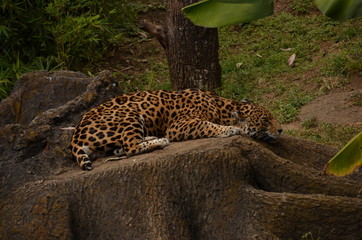 jaguar