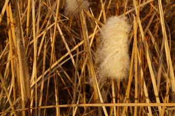 cattail