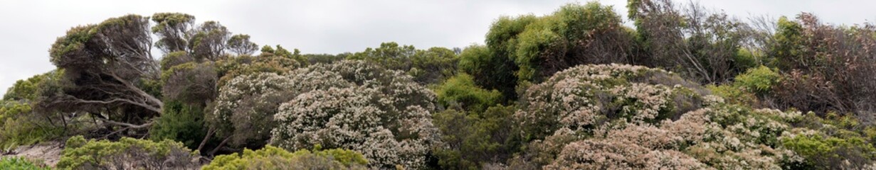 Fototapeta na wymiar this is a scenic view of salt bushes on Kangaroo Island