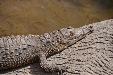 crocodile