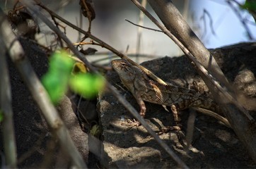 A small reptile in middle of bush