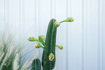 The fountain grass and the big and tall friendly cactus with green flowers blooming against the white corrugated wall. 