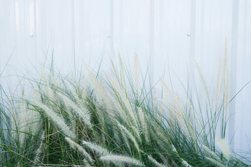 The fountain grass against the white corrugated wall.