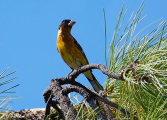 A male Black Headed Grosbeak site on a pine tree branch on a sunny afternoon.