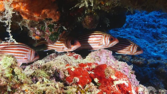 soldier fish school hiding under rock underwater ocean scenery of red fish